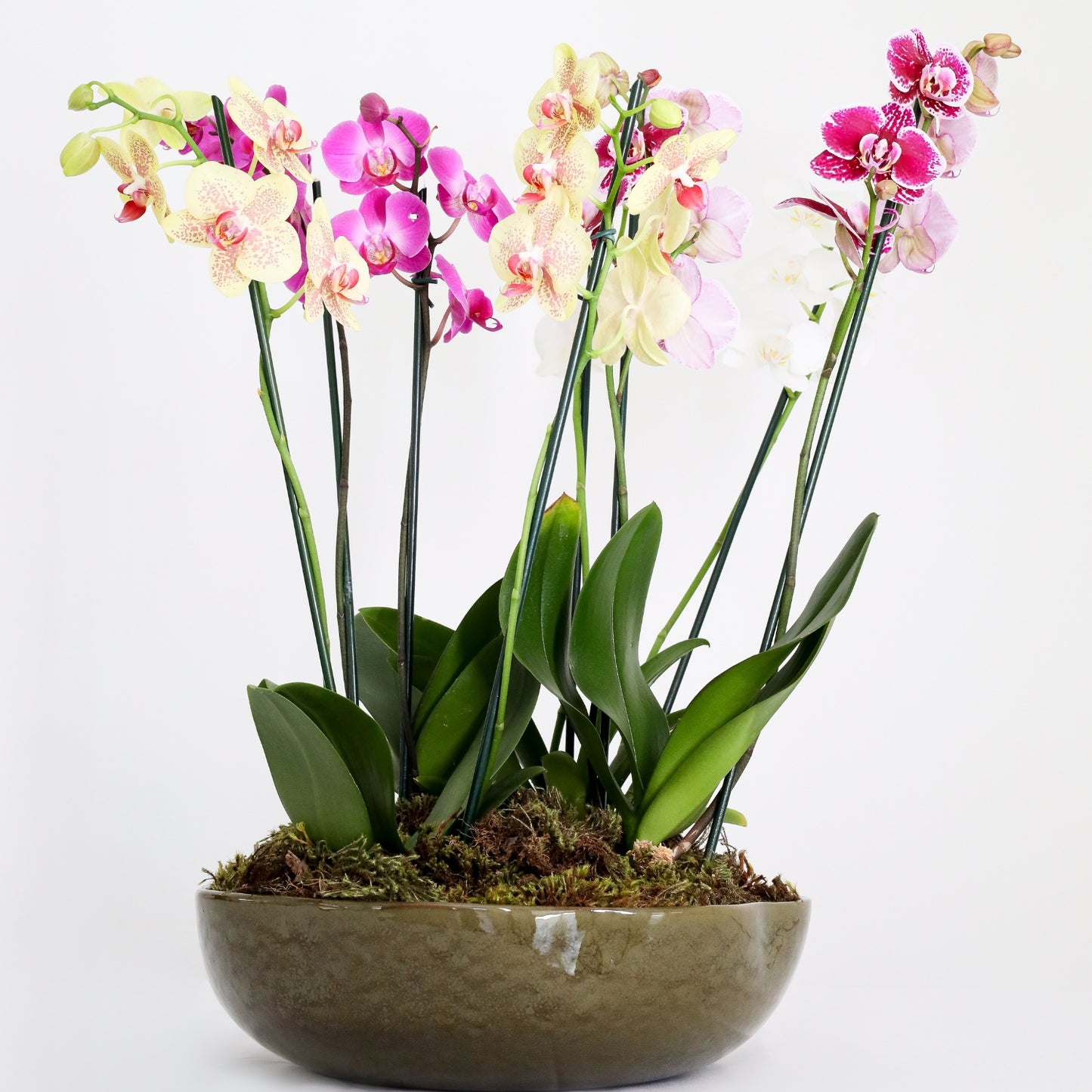 Orquídea em Vaso Orgânico